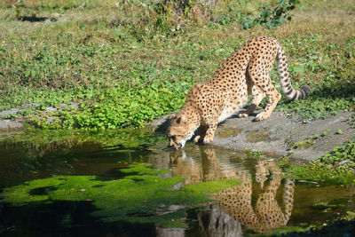 Side view of leopard drinking water from pond in forest