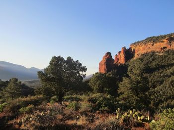 Trees on mountain against clear blue sky