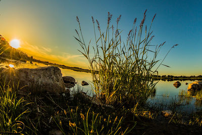 Plants by lake against sky during sunset