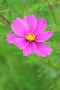 Close-up of pink flower