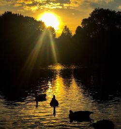 Silhouette ducks swimming in lake during sunset