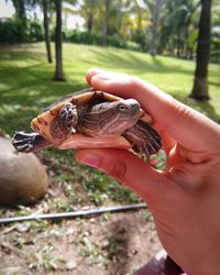 Cropped hand holding turtle