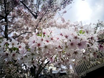 Close-up of cherry blossoms in spring