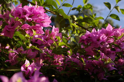 Close-up of pink bougainvillea blooming outdoors