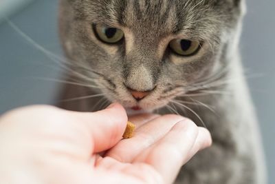 Cropped image of hand holding food by cat