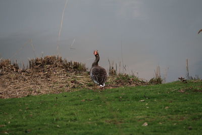 Bird on a field