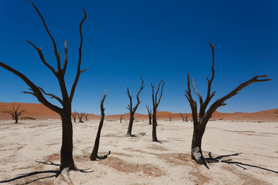 Bare trees on desert against blue sky