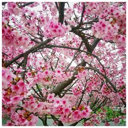 Low angle view of pink flowers blooming on tree