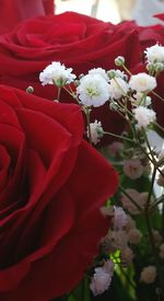 Close-up of red flowers