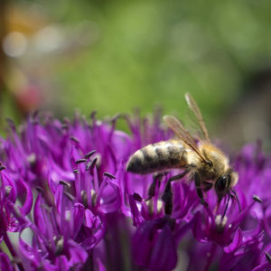 Detail shot of bee on flower