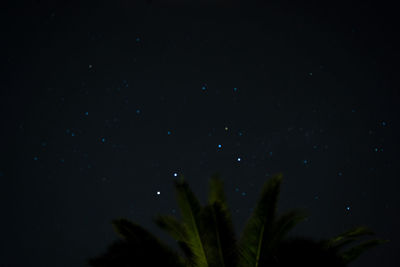 Low angle view of plants against sky at night