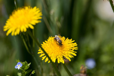 Close-up of insect on yellow flower