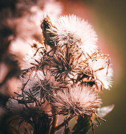 Close-up of wilted plant