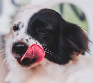 Close-up of dog looking away