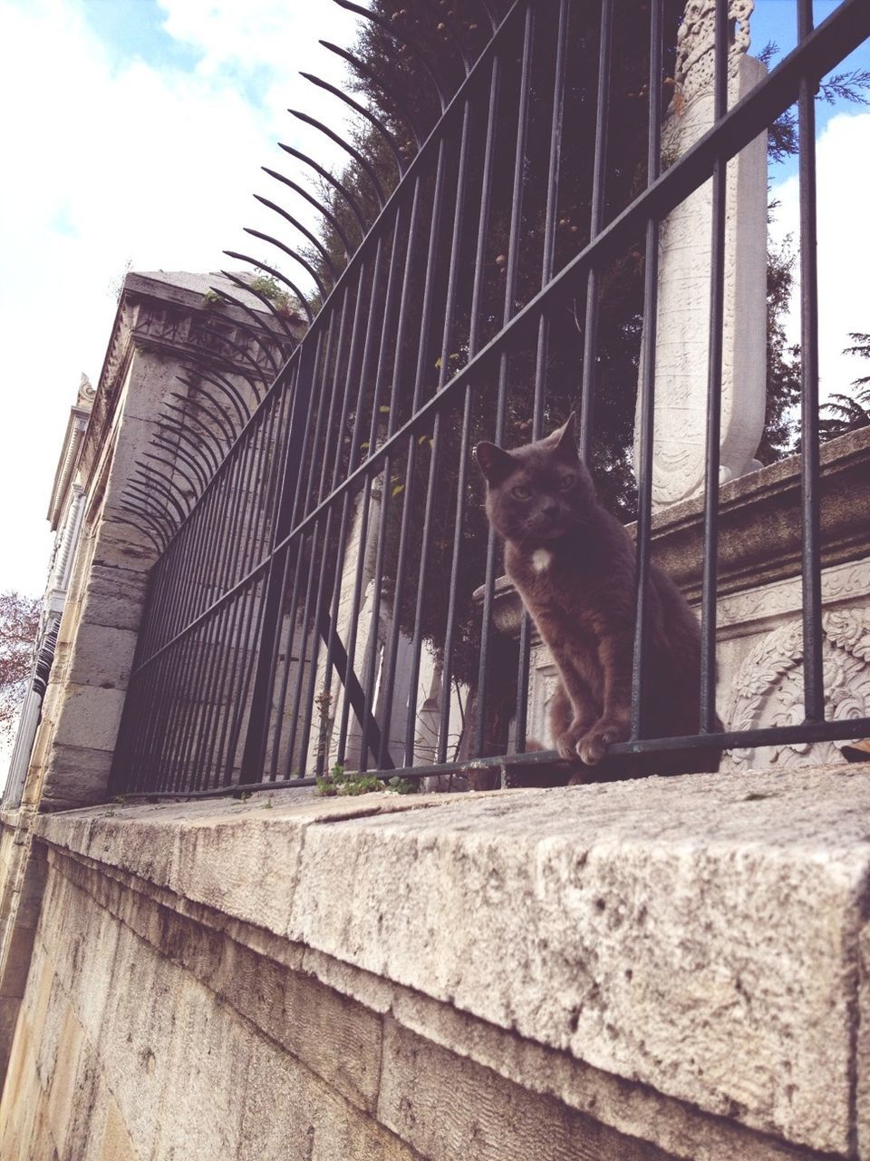 animal themes, one animal, mammal, low angle view, built structure, architecture, building exterior, domestic animals, pets, sky, wildlife, animals in the wild, day, outdoors, no people, animals in captivity, domestic cat, window, railing, zoo