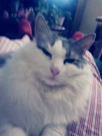Close-up of cat resting