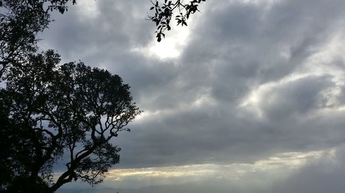 Low angle view of tree against cloudy sky