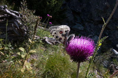 Close-up of thistle flower