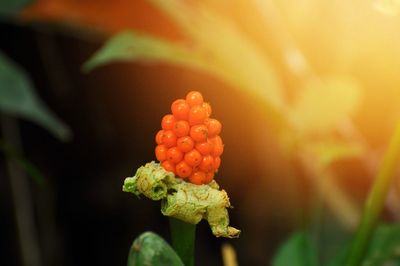 Close-up of berries on plant