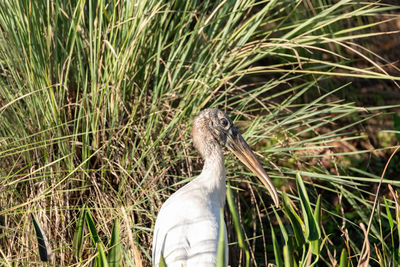 Foraging wood stork mycteria americana in a marsh in naples, florida