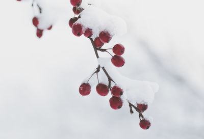 Close-up of berries on branch