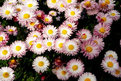 Close-up of daisies