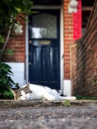 Portrait of cat lying down on retaining wall