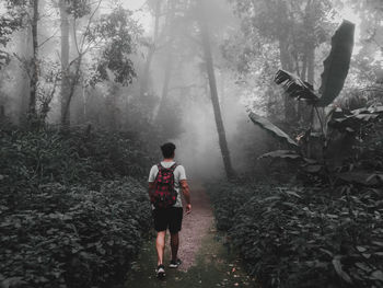 Full length rear view of man walking in forest