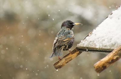 Close-up of bird perching on wet shore