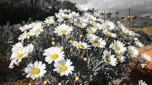 Close-up of white daisy flowers