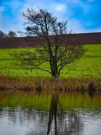 Bare tree on field against lake