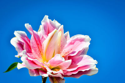 Close-up of pink flower against blue sky