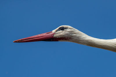 Close-up of a bird