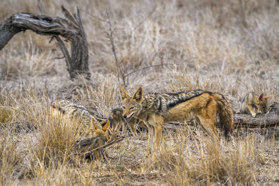 Jackals on land