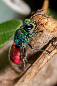 Close-up of insect