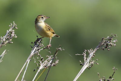 Close-up of bird perching on twig