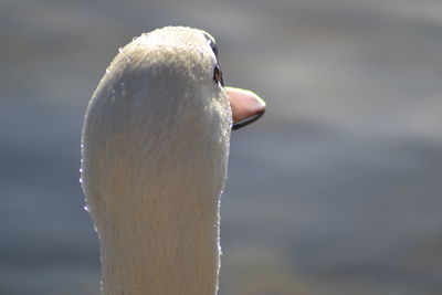 Close-up of swan in water