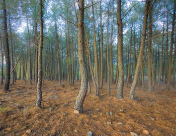 View of trees in forest