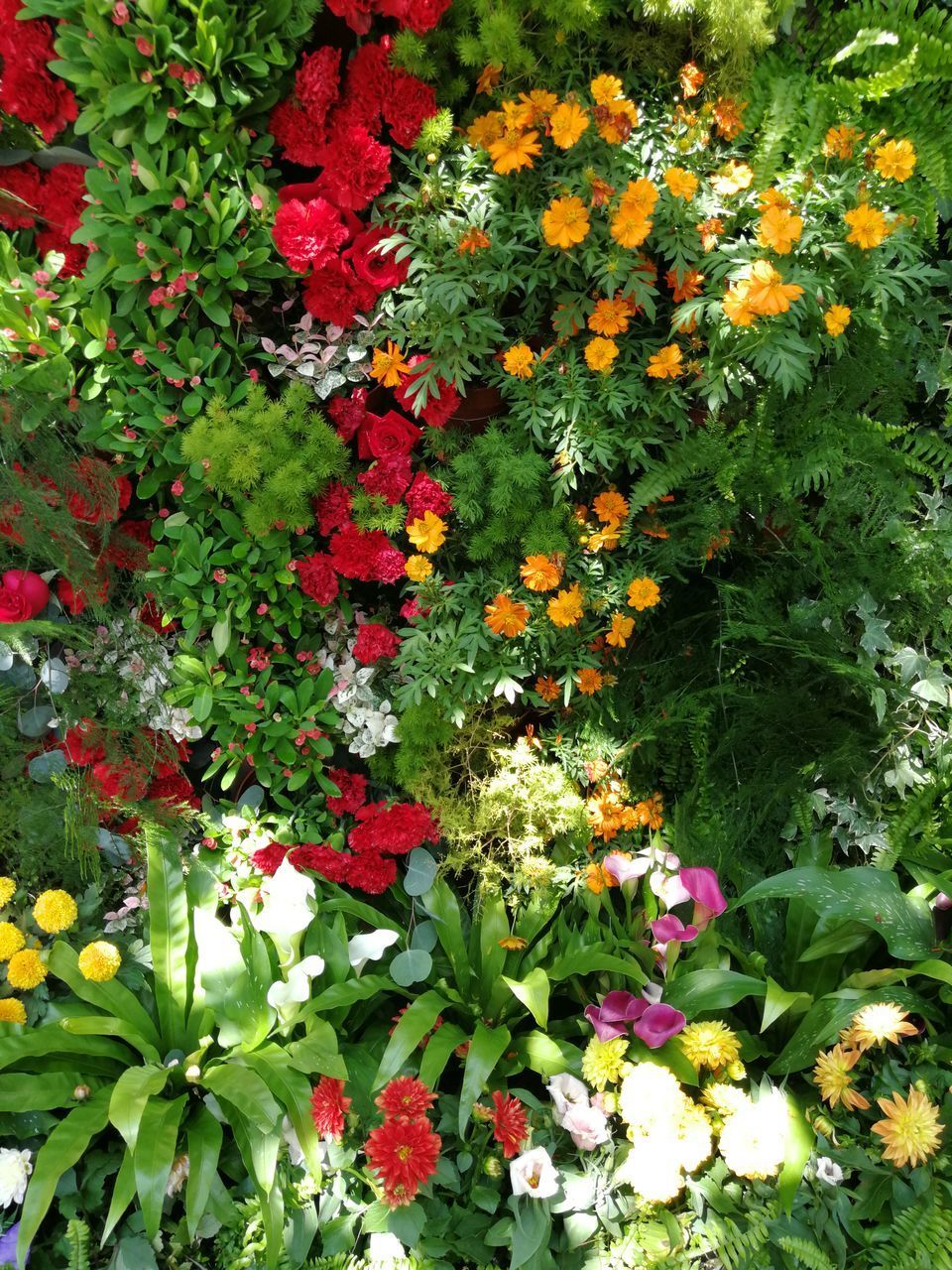 VIEW OF FLOWERING PLANTS AND LEAVES IN PARK