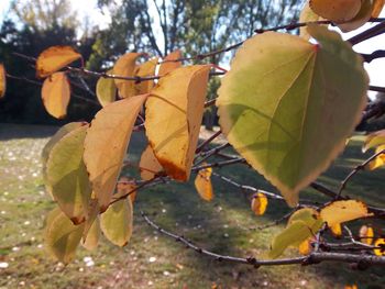 Close-up of yellow leaves