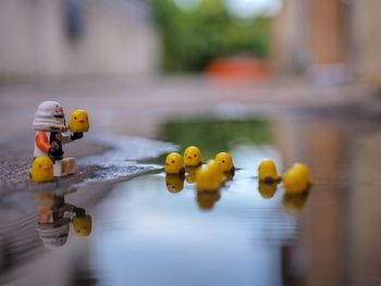 Close-up of toys in water