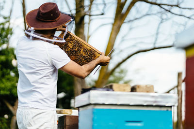 Beekeeper inspects beehive