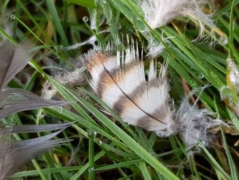 Close-up of lizard on field