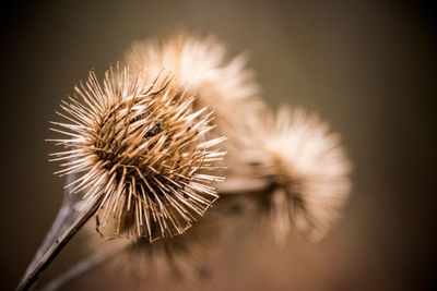 Close-up of thistle dandelion