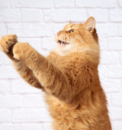 Adult ginger cat jumps and raises its paw against the background of a white brick wall, funny face