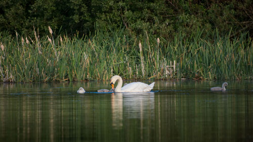 Swans swimming in lake