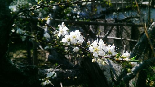 White flowers blooming on tree