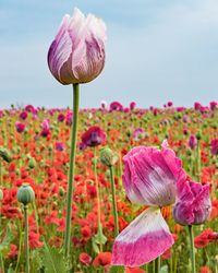 Close-up of pink poppy flowers against sky