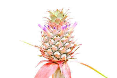 Close-up of flower against white background