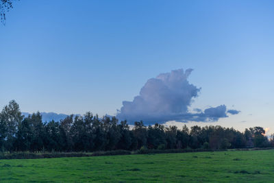 Trees on field against sky